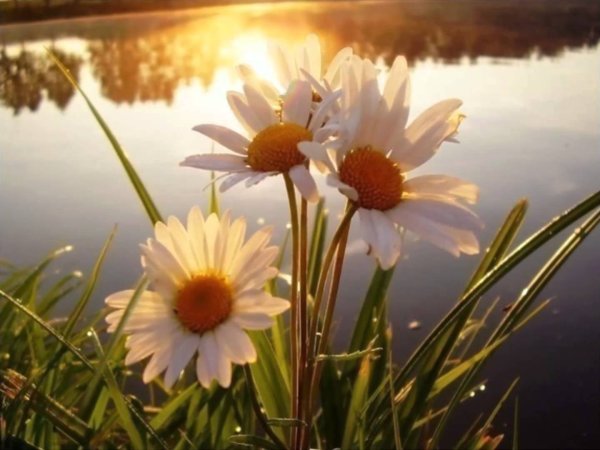 Доброго дня природа