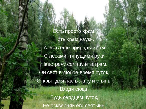 Высказывания про лес