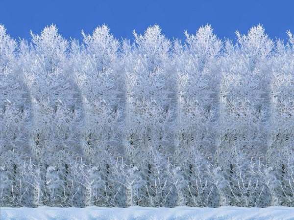 Стереоглаз 3д