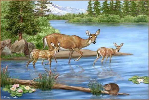 Рисунки природы и животных