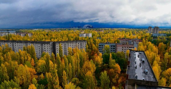 Припяти сейчас природа
