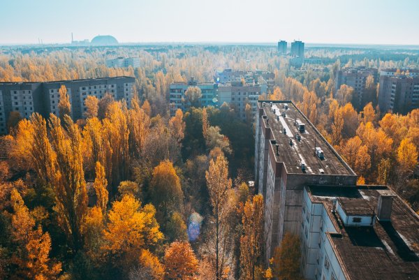 Природа Припять Чернобыль