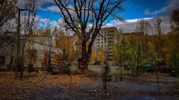 Припяти сейчас природа