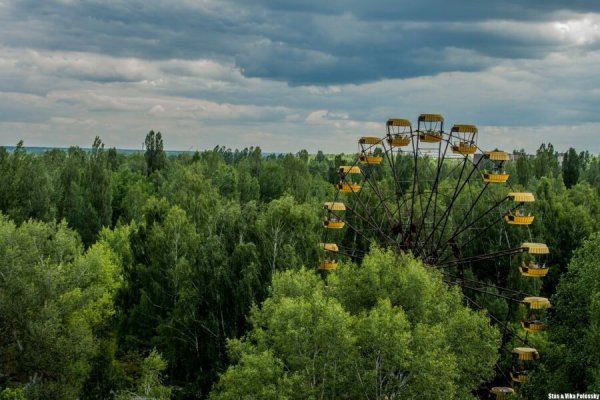 Желтый лес Припять