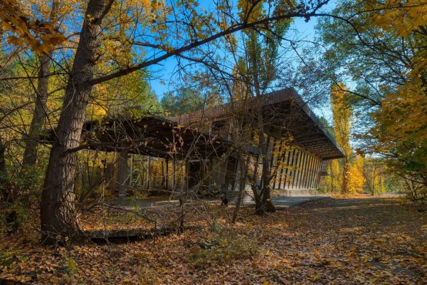 Чернобыль Припять рыжий лес