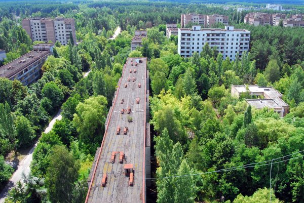 Чернобыль зона отчуждения природа