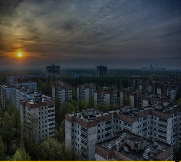 Рыжий лес Чернобыль 2020