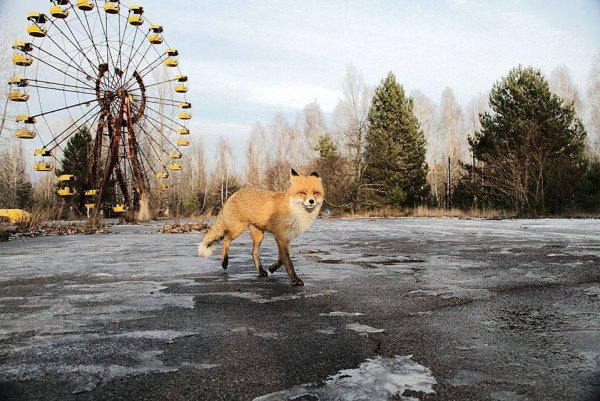 Сосновый лес зона отчуждения Чернобыль
