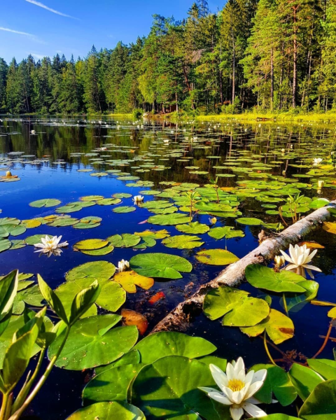 Озеро Линево кувшинки