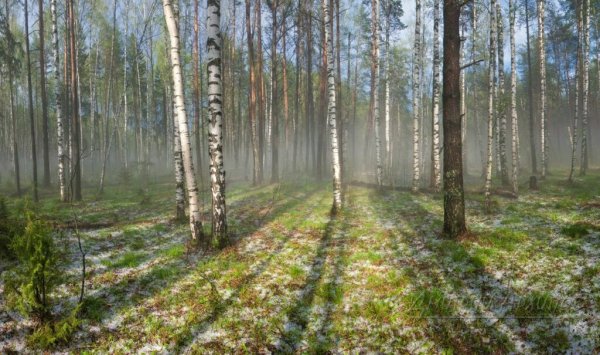 Ранняя Весна в лесу