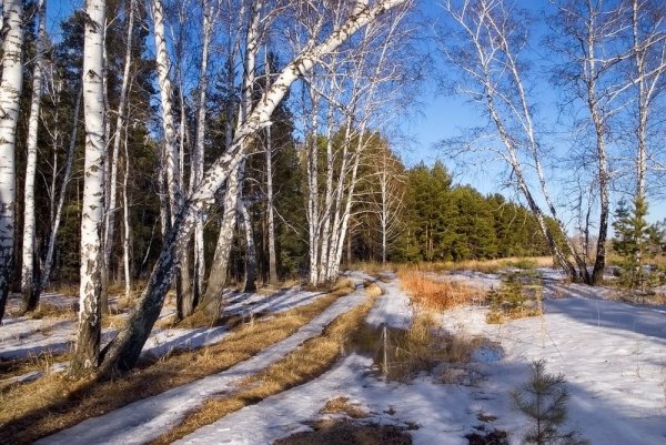 Ранняя Весна в лесу