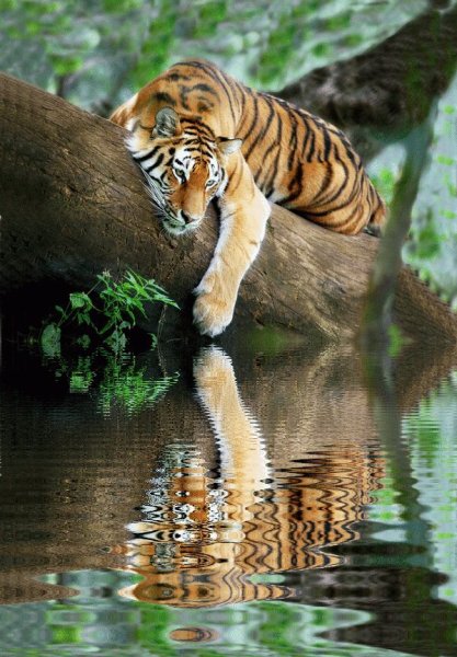 Животные пьют воду