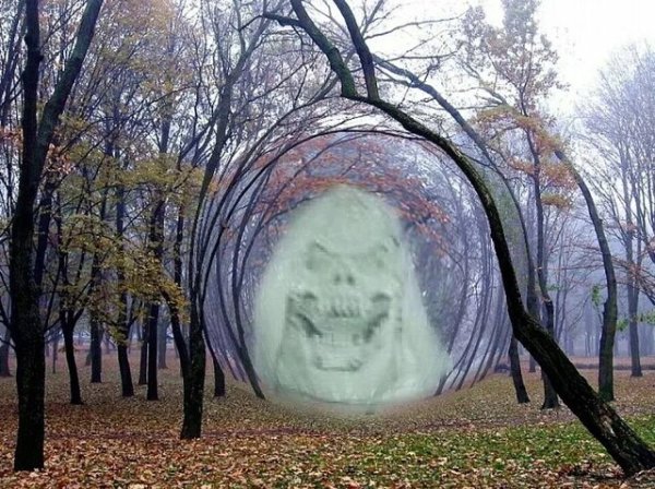 Кривой лес Грыфино Польша
