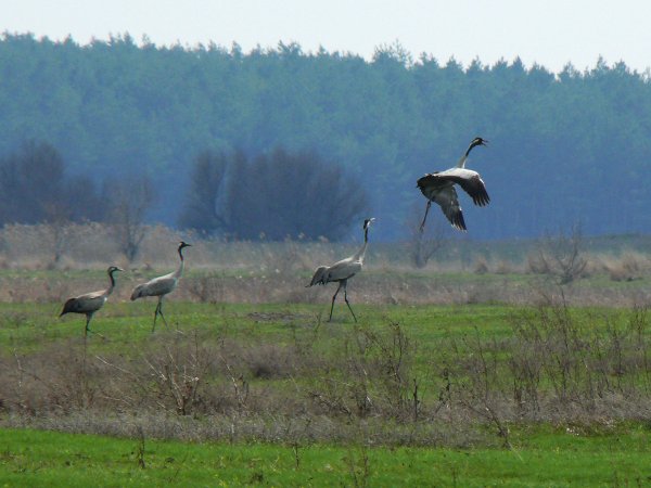Заповедник лысые горы Белгородской области