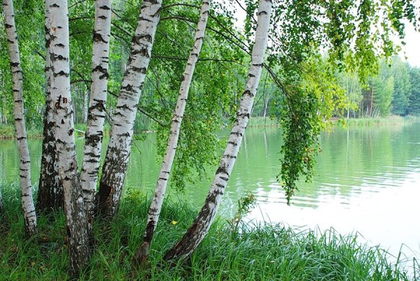 Берёзовая роща Курск