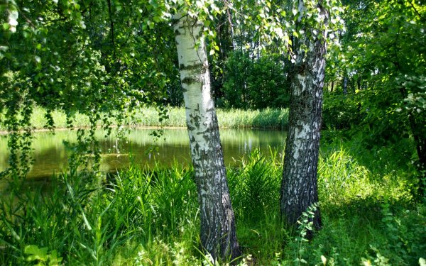 Березовая роща Таруса