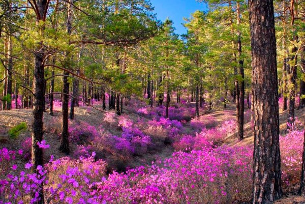 Рододендрон Даурский осенью