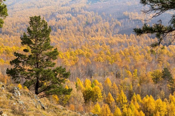 Тайга Забайкальского края осенью