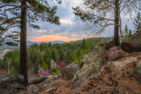 Пейзаж Забайкальского края багульник