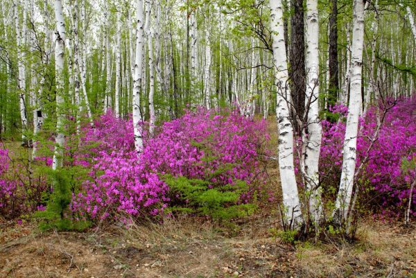 Природа Забайкальского края