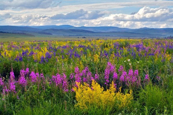 Летняя природа Забайкалья