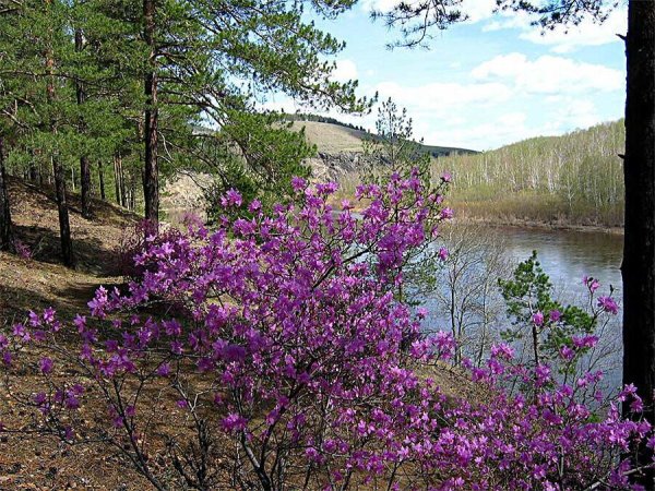 Природа Забайкалья багульник