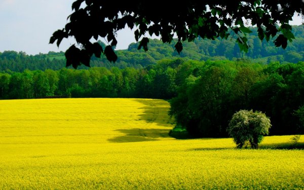 Природа зеленое с желтым