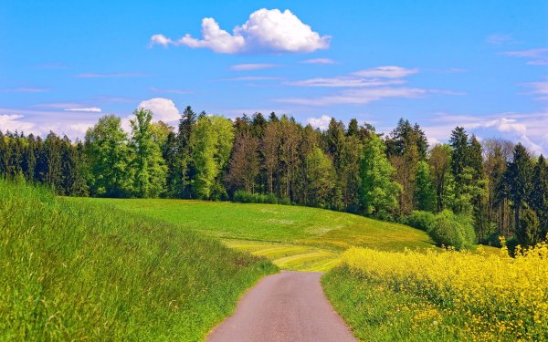 Лужский район лето лес