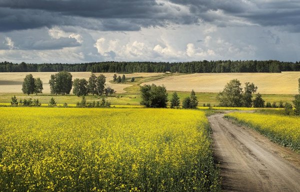Курганская область пейзажи природы Курганская область