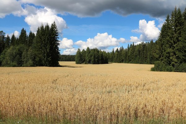 Поле овес Кострома