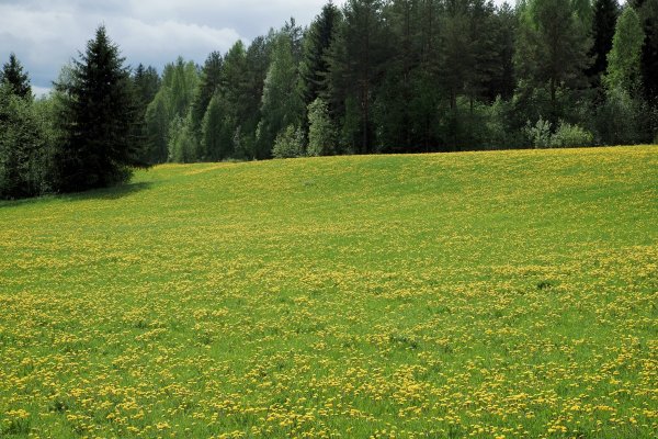 Луга тропа лес