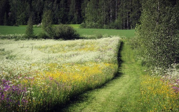 Луга Пермского края