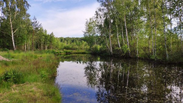 Природа средней полосы России