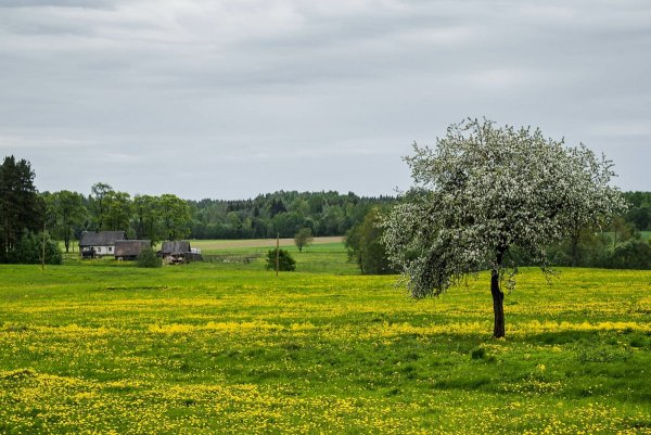 Природа Литвы картинки