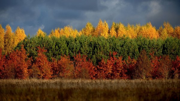 Флаг Литвы лес