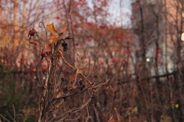 Осенью природа увядает