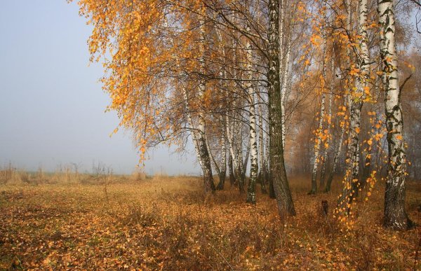 Осеннее увядание природы