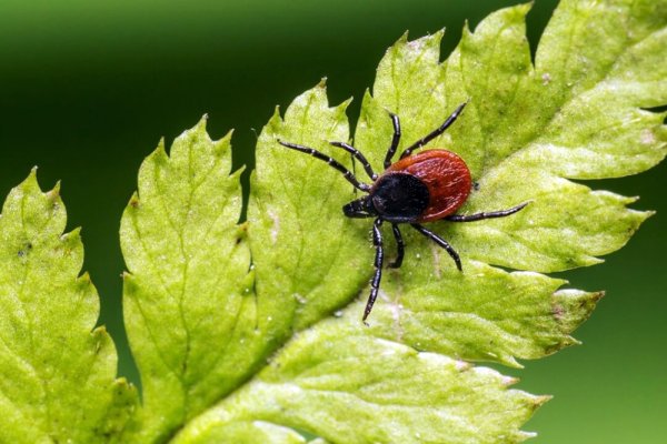 Собачий клещ Ixodes Ricinus