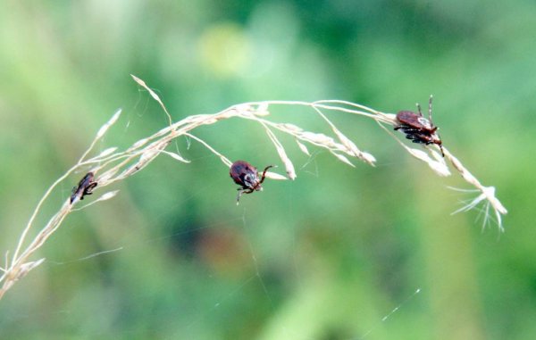 Собачий клещ Ixodes Ricinus