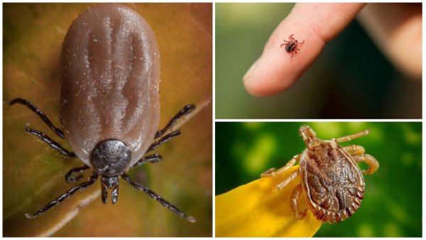 Клещи в лесу