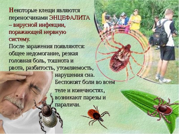 Клещи в лесу