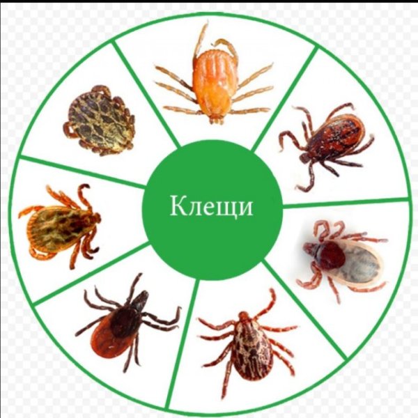 Лесной клещ