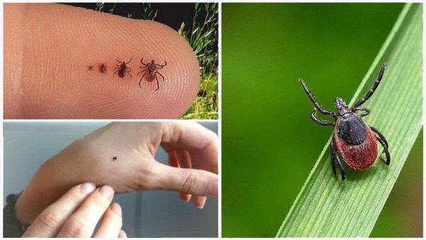 Клещ Ixodes