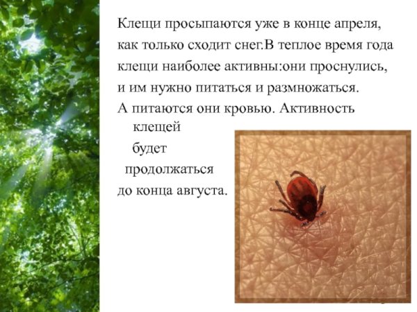 Опасные клещи в лесу