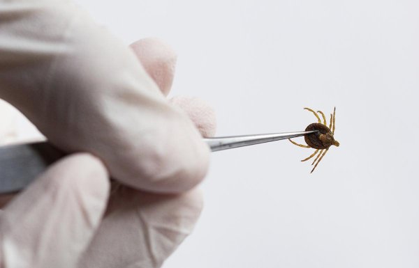 Ixodes Ricinus