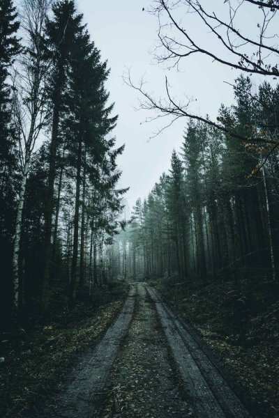 Мрачный лес
