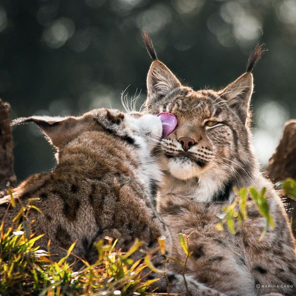 Природа с животными