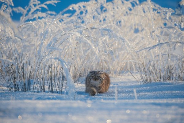 Лесной олень
