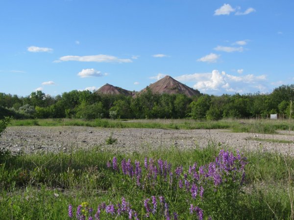 Донецкий Кряж ковыль