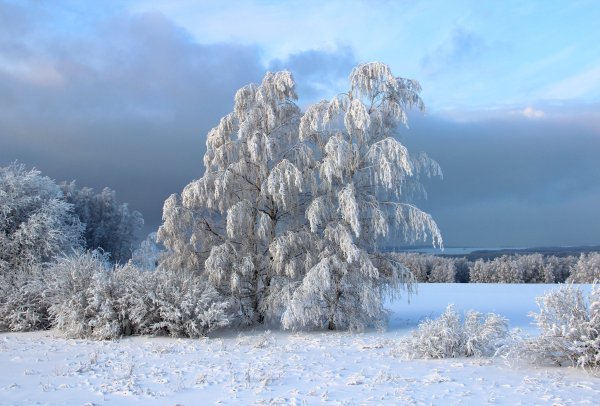 Деревья в снегу